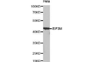 Western Blotting (WB) image for anti-Eukaryotic Translation Initiation Factor 3, Subunit M (EIF3M) antibody (ABIN1872494) (Eukaryotic Translation Initiation Factor 3, Subunit M (EIF3M) Antikörper)