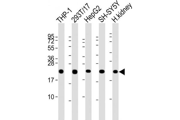 Glutathione Peroxidase 1 Antikörper  (C-Term)