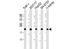 All lanes : Anti-GPX1 Antibody (C-term) at 1:2000 dilution Lane 1: THP-1 whole cell lysate Lane 2: 293T/17 whole cell lysate Lane 3: HepG2 whole cell lysate Lane 4: SH-SY5Y whole cell lysate Lane 5: human kidney lysate Lysates/proteins at 20 μg per lane. (Glutathione Peroxidase 1 Antikörper  (C-Term))