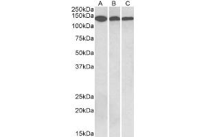 ABIN5539512 (0. (Contactin 1 Antikörper  (Internal Region))