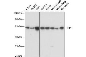 Western blot analysis of extracts of various cell lines, using LIPH antibody (ABIN6293138) at 1:1000 dilution.