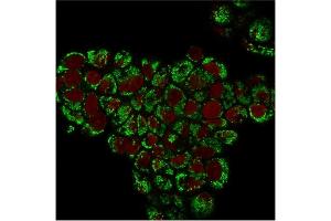 Immunofluorescence (IF) image for anti-Heat Shock 60kDa Protein 1 (Chaperonin) (HSPD1) antibody (ABIN6939665)