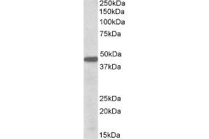 ABIN2564400 (0. (PBX1 Antikörper  (Internal Region))