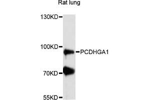 Western blot analysis of extracts of rat lung, using PCDHGA1 antibody (ABIN6291192) at 1:3000 dilution. (PCDHGA1 Antikörper)