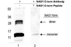GDF15 Antikörper  (C-Term) (Biotin)