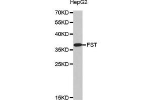 Western blot analysis of extracts of HepG2 cell line, using FST antibody. (Follistatin Antikörper)