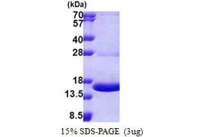 MPZL1 Protein (AA 38-162) (His tag)