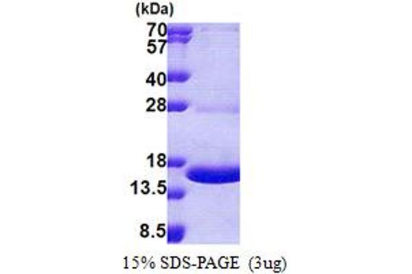 MPZL1 Protein (AA 38-162) (His tag)