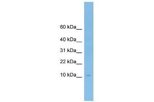 ApoA-II antibody used at 1 ug/ml to detect target protein. (APOA2 Antikörper  (N-Term))
