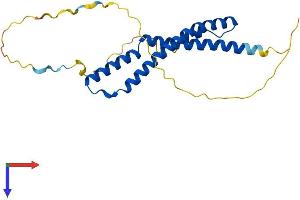 OCEL1 Protein (AA 1-219) (His tag)