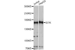 Western blot analysis of extracts of various cell lines, using IBTK antibody. (IBTK Antikörper)