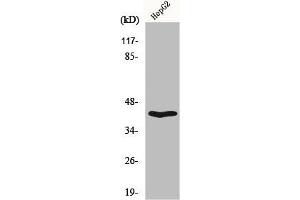 Western Blot analysis of HepG2 cells using OX2R Polyclonal Antibody (CD200R1 Antikörper  (C-Term))