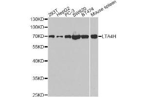 Western blot analysis of extracts of various cell lines, using LTA4H antibody. (LTA4H Antikörper  (AA 312-611))