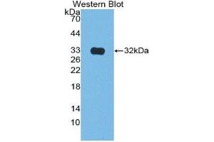Western Blotting (WB) image for anti-Citrate Synthase (CS) (AA 56-312) antibody (ABIN1867406)