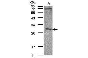 WB Image Sample(30 μg of whole cell lysate) A:HeLa S3, 12% SDS PAGE antibody diluted at 1:500 (CLIC3 Antikörper)