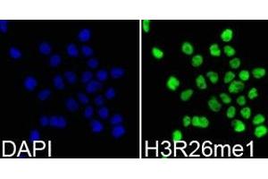 Immunofluorescence analysis of 293T cell using H3R26me1 antibody. (Histone 3 Antikörper  (H3R26me))