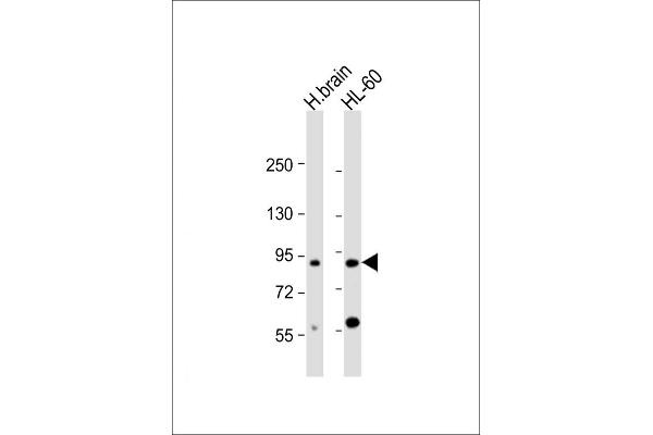 CCDC144A Antikörper  (AA 1257-1289)