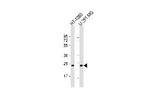 All lanes : Anti-ULBP2 Antibody (Center) at 1:1000 dilution Lane 1: HT-1080 whole cell lysate Lane 2: U-251 MG whole cell lysate Lysates/proteins at 20 μg per lane. (ULBP2 Antikörper  (AA 88-116))