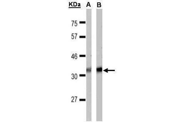 FFAR1 anticorps  (C-Term)