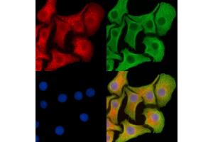 ABIN7094960 and ABIN7099016 staining Hela cells by IF/ICC. (MKRN1 Antikörper)