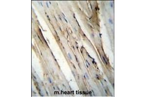 FUT4 Antibody (C-term) (ABIN656005 and ABIN2845382) immunohistochemistry analysis in formalin fixed and paraffin embedded mouse heart tissue followed by peroxidase conjugation of the secondary antibody and DAB staining. (CD15 Antikörper  (C-Term))