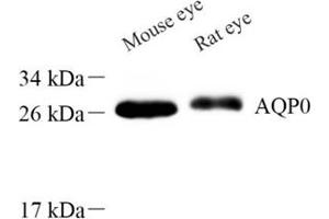 Western blot analysis of AQP0 (ABIN7074547) at dilution of 1: 1000 (MIP Antikörper)
