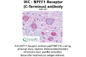 Image no. 1 for anti-Neuropeptide FF Receptor 1 (NPFFR1) (C-Term) antibody (ABIN1737467)
