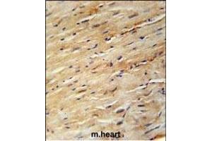 KIF24 Antibody (N-term) (ABIN651907 and ABIN2840447) immunohistochemistry analysis in formalin fixed and paraffin embedded mouse heart tissue followed by peroxidase conjugation of the secondary antibody and DAB staining. (KIF24 Antikörper  (N-Term))