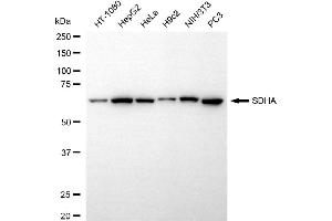 Western blotting analysis using SDHA antibody (ABIN7800452).