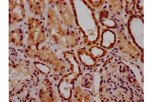 IHC image of ABIN7143017 diluted at 1:300 and staining in paraffin-embedded human kidney tissue performed on a Leica BondTM system. (Acidic Repeat-Containing Protein (GCNA) (AA 364-443) Antikörper)