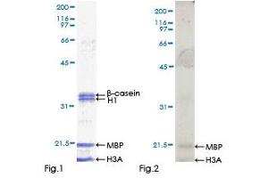 Kinase Activity Assay (KAA) image for V-Raf Murine Sarcoma 3611 Viral Oncogene Homolog (ARAF) (AA 1-606) protein (GST tag) (ABIN7536620) (ARAF Protein (AA 1-606) (GST tag))