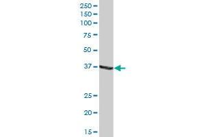 ADH1C MaxPab polyclonal antibody. (ADH1C Antikörper  (AA 1-375))