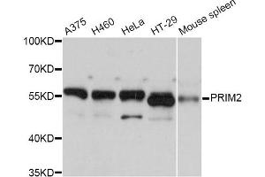 Western blot analysis of extracts of various cell lines, using PRIM2 Antibody. (PRIM2 Antikörper)