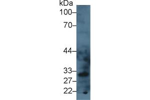 Western blot analysis of Mouse Liver lysate, using Mouse LOX1 Antibody (3 µg/ml) and HRP-conjugated Goat Anti-Rabbit antibody ( (OLR1 Antikörper  (AA 60-312))