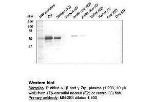 anti-Zona Radiata Protein antibody