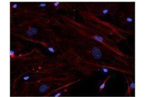 Immunofluorescence (IF) image for anti-Actin, beta (ACTB) antibody (ABIN2664066) (beta Actin Antikörper)