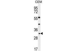 APOF Antibody (Center) western blot analysis in CEM cell line lysates (35µg/lane). (Apolipoprotein F Antikörper  (Middle Region))