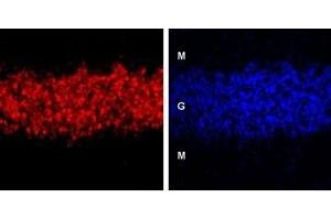 Expression of GABA(A) δ receptor in rat cerebellum - Immunohistochemical staining of GABA(A) δ receptor in rat cerebellum using Anti-GABA(A) δ Receptor (extracellular) Antibody (ABIN7043177, ABIN7044311 and ABIN7044312). (GABRD Antikörper  (Extracellular))