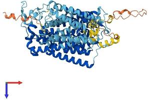 SLC5A2 Protein (AA 1-670) (His tag)