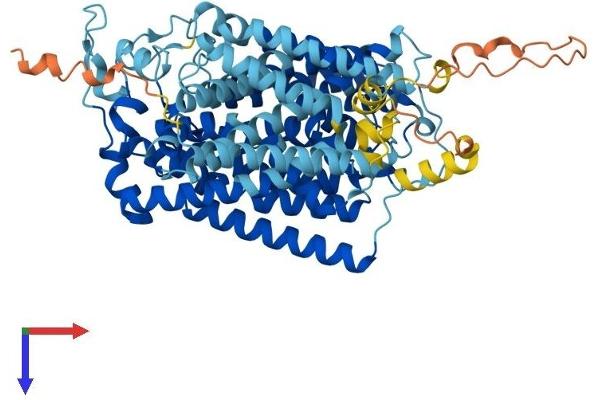SLC5A2 Protein (AA 1-670) (His tag)