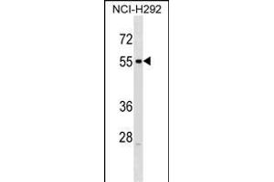 RXFP3 Antibody (C-term) (ABIN1537282 and ABIN2838157) western blot analysis in NCI- cell line lysates (35 μg/lane). (Relaxin 3 Receptor 1 Antikörper  (C-Term))