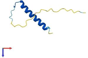 PCP4 Protein (AA 1-62) (Fc Tag)