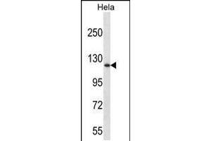 Western blot analysis in Hela cell line lysates (35ug/lane). (DNMT3A Antikörper  (AA 457-486))