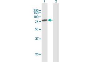 Western Blot analysis of PNPT1 expression in transfected 293T cell line by PNPT1 MaxPab polyclonal antibody. (PNPT1 Antikörper  (AA 1-783))