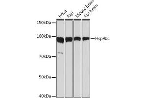 Western blot analysis of extracts of various cell lines, using Hsp90α Rabbit mAb (ABIN7267588) at 1:1000 dilution. (HSP90AA1 Antikörper)