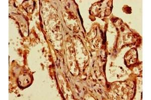 Immunohistochemistry of paraffin-embedded human placenta tissue using ABIN7169019 at dilution of 1:100 (BRSK1 Antikörper  (AA 426-591))