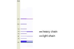 CGE analysis of purified EQ-8D11-C1 monoclonal antibody. (CD34 Antikörper  (Extracellular Domain))