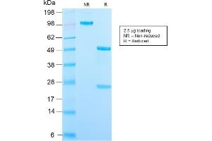 SDS-PAGE Analysis Purified CD209 Recombinant Rabbit Monoclonal Antibody (C209/2749R). (Rekombinanter DC-SIGN/CD209 Antikörper)