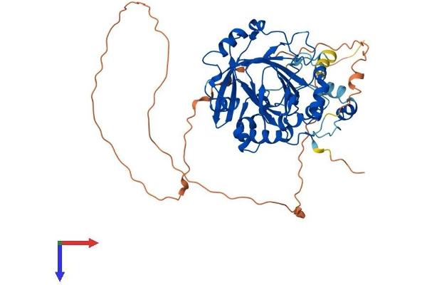 JMJD2D Protein (AA 1-510) (His tag)