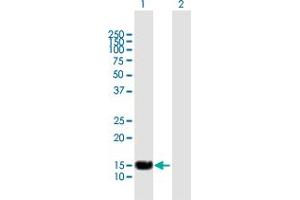 Western Blot analysis of SP140 expression in transfected 293T cell line by SP140 MaxPab polyclonal antibody. (SP140 Antikörper  (AA 1-172))
